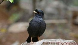 搞笑八哥爆料视频下载大全,笑料横飞，欢乐无限